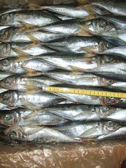 Продажа рыбы Мавритания