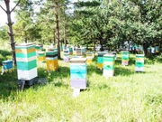 МЁД НАТУРАЛЬНЫЙ УРОЖАЯ 2011 ГОДА