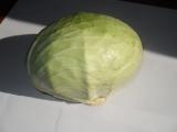 Капуста оптом