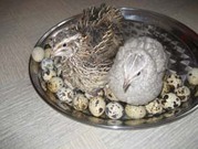 Домашние перепелинные яички