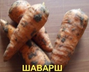 Морковь оптом 