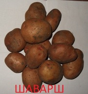 Продаем отличный картофель