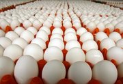 Яйцо куриное оптом. Доставка по РФ.