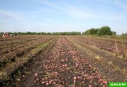 Продам картофель бесплатная доставка
