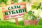 ООО 