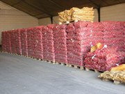 Картофель красный,  белый из Краснодарского края