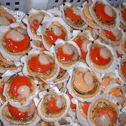 Живые морепродукты Сахалина в Москве.спизула, морской огурец, гребешок, краб, устрицы, мидии.Доставка.