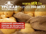 Семенной картофель из Беларуси