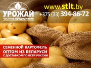 Семенной картофель из Беларуси оптом г. махачкала