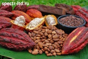 Какао Бобы,  Порошок,  Масло оптом. Прямые поставки.