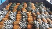 Продаем ананасы из Испании