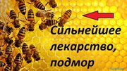 Подмор пчелиный и прополис в Кемерово 8 902 755 3423