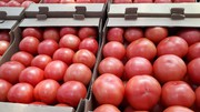 Продаем помидоры оптом в краснодарском крае, помидоры оптом краснодар