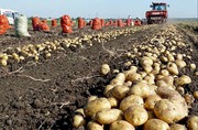 Продаем картофель оптом Краснодарский край.урожай 2019