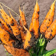 Свежий картофель,  морковь,  капуста и свекла весной в Алтайском крае
