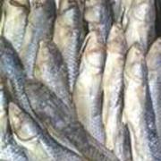 Пелядь,  рипус,  карась вяленный,  х/к свежий.